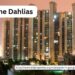 DLF The Dahlias